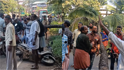 coconut tree accident