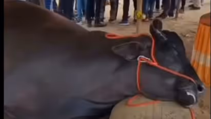 pushkar mela buffalo