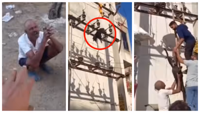 Dog killed by being thrown onto electric line