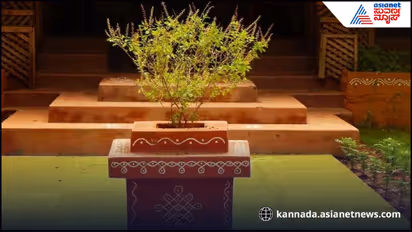 tulsi plant vastu tips
