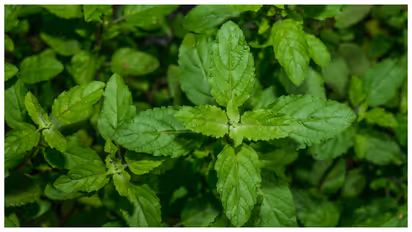 Tulsi