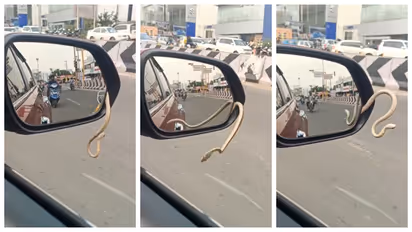 Snake in the car's side mirror
