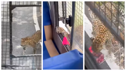 leopard attacks tourists at Bannerghatta National Park