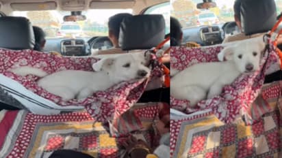 creative pet dog travel idea