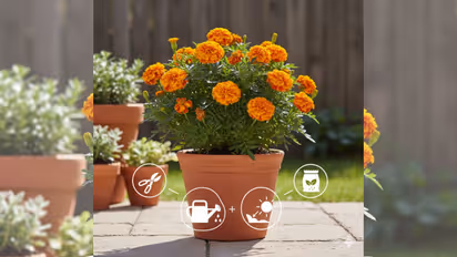 marigold plant more flowers tips