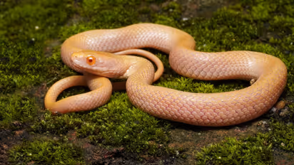 albino snake assam