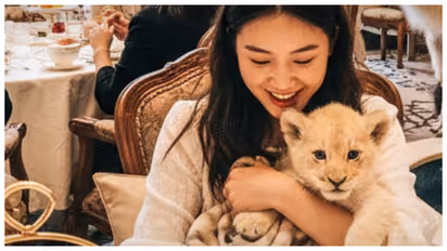  Chinese resort offers chance to play with lion cubs