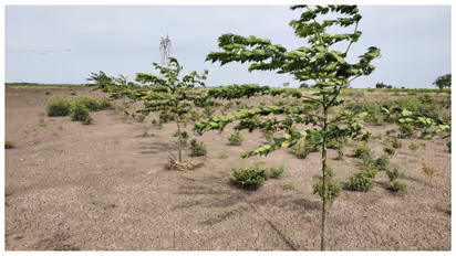 Malabar neem cultivation