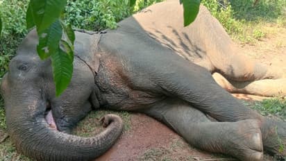 ailing makhna elephant
