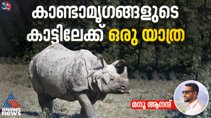 one-horned rhinos in Pobithora