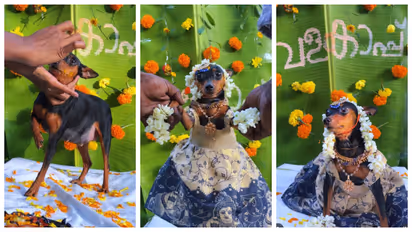 baby shower video for pregnant pet dog