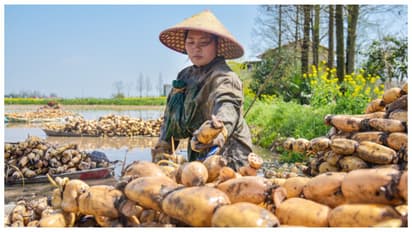 Lotus root harvesting in china