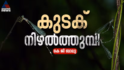 Protosticta sooryaprakashi