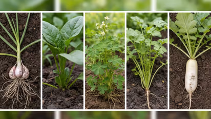 winter plants that grow fast