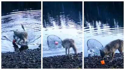 wolf catching crab in a trap