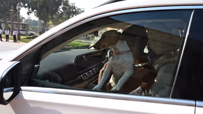Congress MP Brings Dog To Parliament