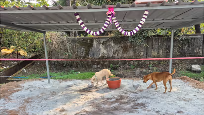 Stray dog care in Mangaluru