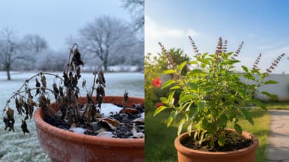 basil plant care in winter