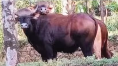 wild gaur