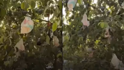 diaper tree
