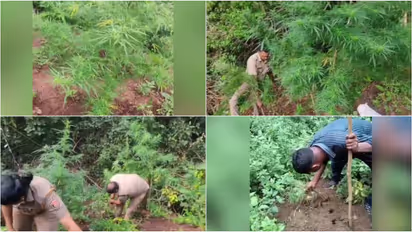 excise ganja plants detroyed