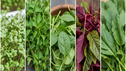 quick harvest vegetables home garden