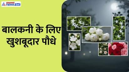 Fragrant flower plants for balcony