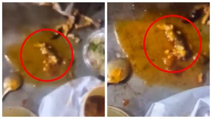 dead lizard was found in chicken curry
