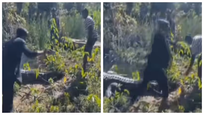 people try to reel with crocodile