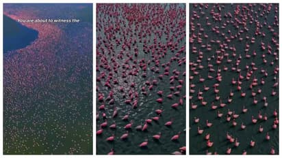 Flamingos at Sambhar Salt Lake
