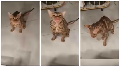 Cat survive 10 minutes washing machine spin