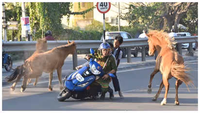 Stray horses collides with two wheeler