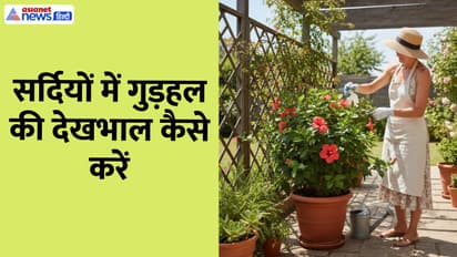 Hibiscus plant winter care