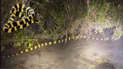 Indian Most Venomous Snake Banded Krait