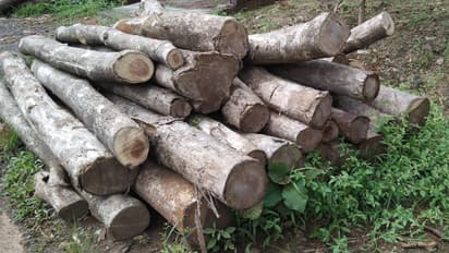 Stock of Teak wood logs at a Kerala Forest Department depot