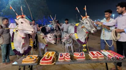 Mandya Cows
