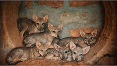 Pilikula Biological Park wolf breeding