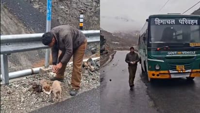 driver feeds puppies