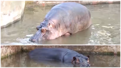 Tyavarekoppa safari hippo Hamsini