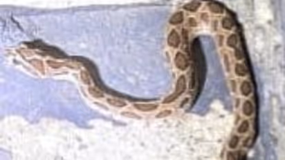 elderly woman suffers snake bite near house in kuttamperoor