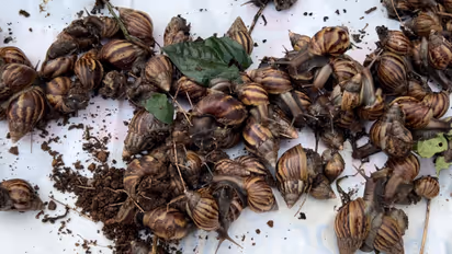 african snails spread in thiruvambady prompts urgent action