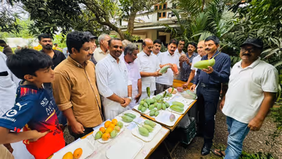 mango exhibition in mukkam showcases rare and premium varieties