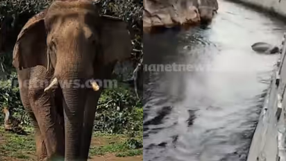 Chillikomban Death