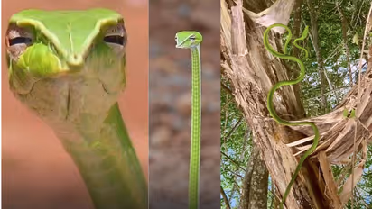 Green Vine Snakes facts