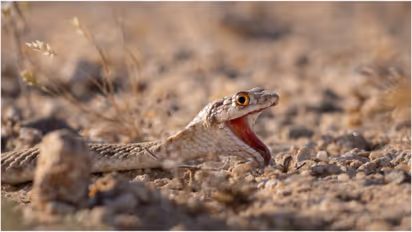 moila snake