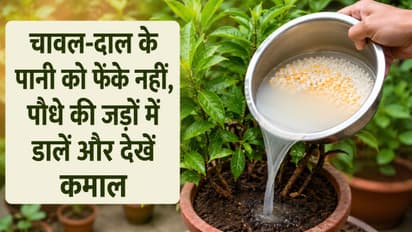 Rice and daal water benefits for gardening plants growth