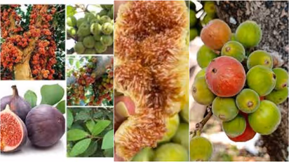 Cluster Fig