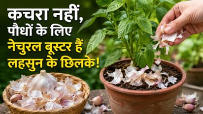 garlic peel benefits for garden plants