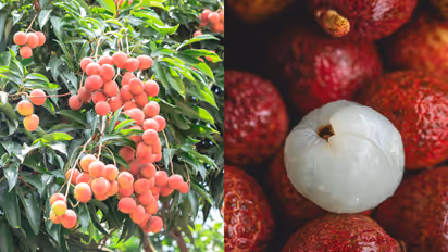 Litchi