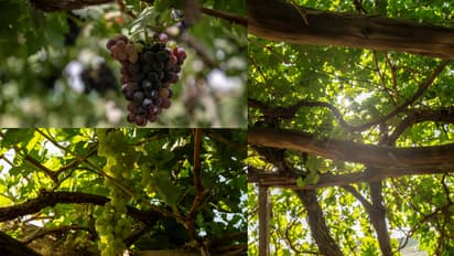 saudi grapes